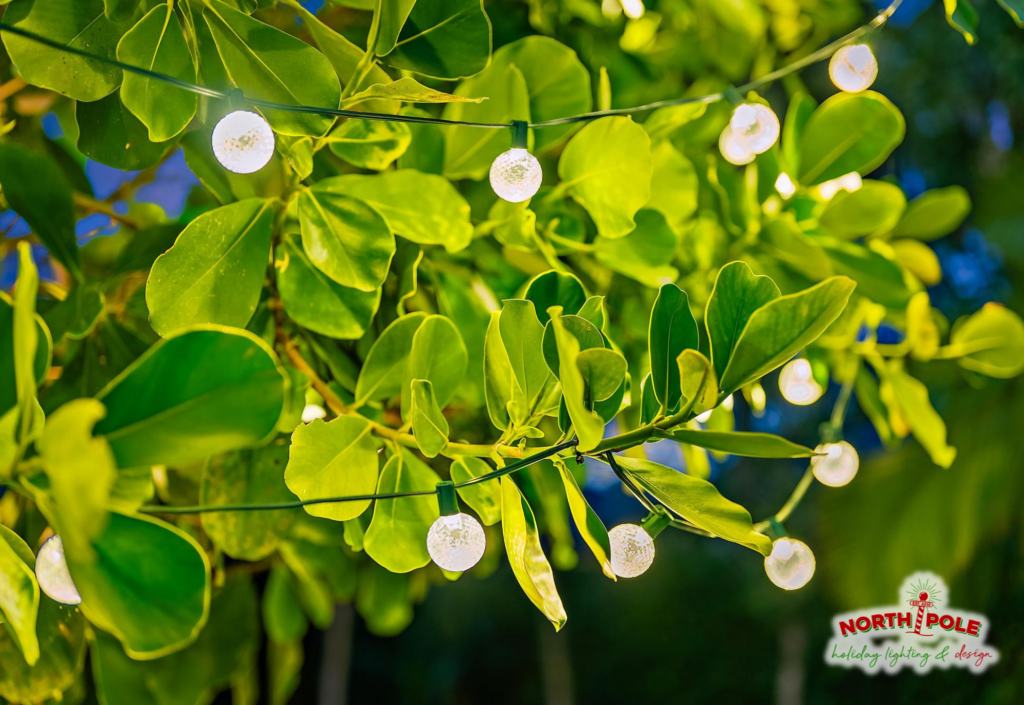 Close-up of professional LED light globes installed in a sea grape tree at a luxury Manalapan estate.