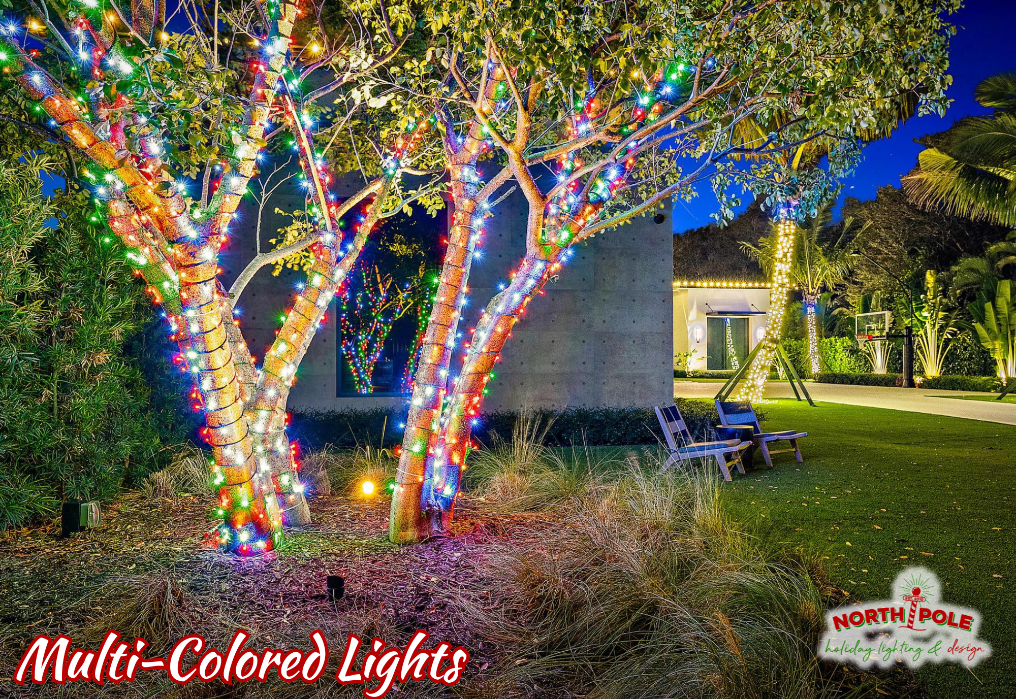 Multi-colored LED holiday light wraps on a multi-trunk native tree at a Hobe Sound estate.