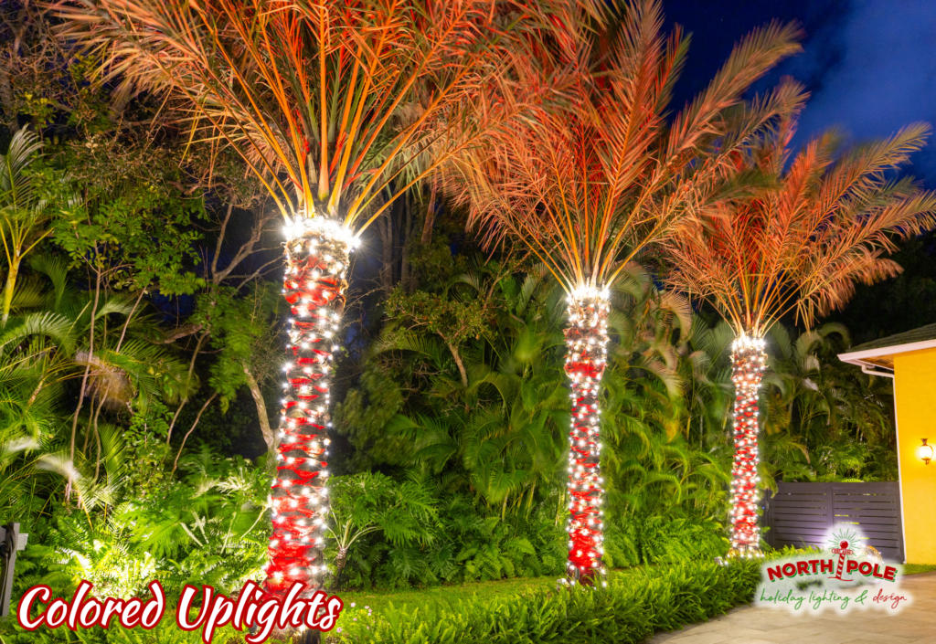 Palm trees in West Palm Beach wrapped in white LEDs with red and green ground-based holiday uplighting.